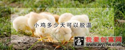 小鸡多少天可以脱温