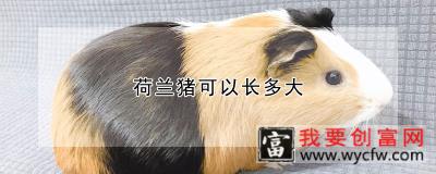 荷兰猪可以长多大