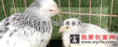 婆罗门鸡能养多大