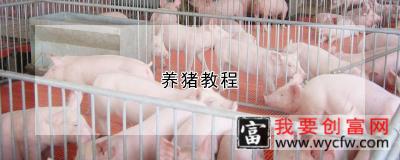 养猪教程
