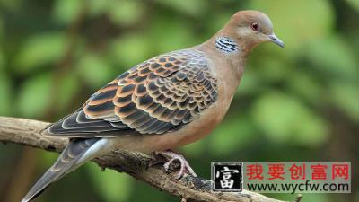 斑鸠吃什么