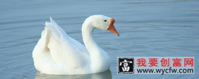 养鹅技术和疾病预防