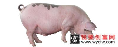 怎么养猪省钱长得又快