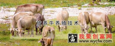 放养牛养殖技术