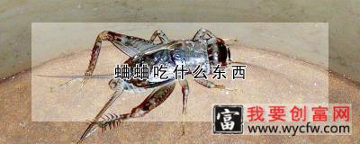 蛐蛐吃什么东西