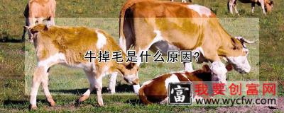牛掉毛是什么原因?