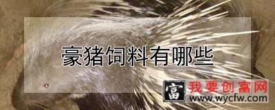 豪猪饲料有哪些