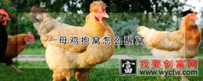 母鸡抱窝怎么醒窝