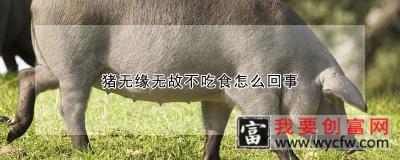 猪无缘无故不吃食怎么回事