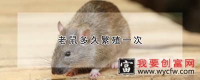 老鼠多久繁殖一次