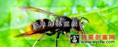 牛角蜂养殖技术
