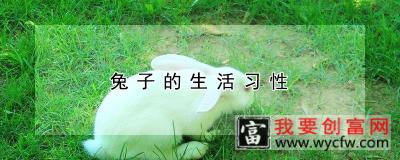 兔子的生活习性