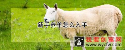 新手养羊怎么入手