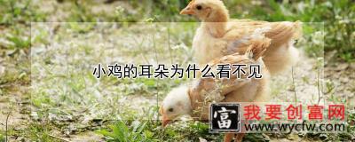 小鸡的耳朵为什么看不见
