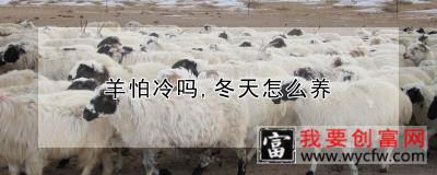 羊怕冷吗，冬天怎么养