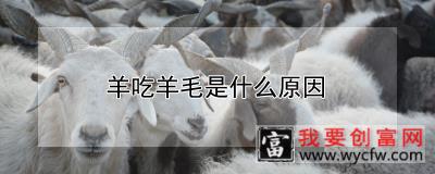 羊吃羊毛是什么原因