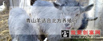 青山羊适合北方养殖吗