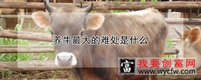 养牛最大的难处是什么