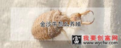 金沙牛怎么养殖