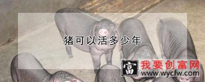 猪可以活多少年