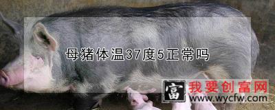 母猪体温37度5正常吗