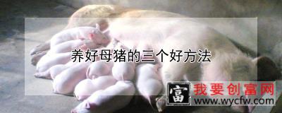 养好母猪的三个好方法