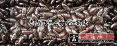 九龙虫怎么养繁殖最快