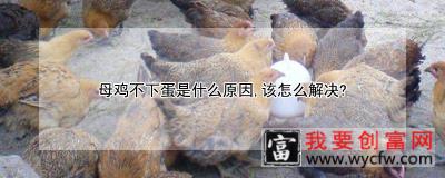 母鸡不下蛋是什么原因,该怎么解决?