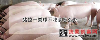猪拉干粪球不吃食怎么办