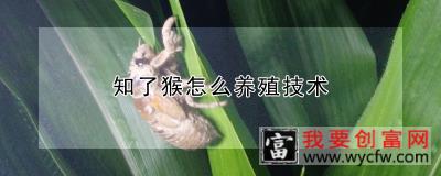 知了猴怎么<a href=https://www.wycfw.com/e/tags/?tagid=63 target=_blank class=infotextkey><a href=https://www.wycfw.com/yangzhi/ target=_blank class=infotextkey>养殖</a></a>技术