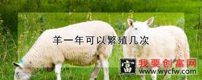 羊一年可以繁殖几次