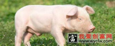 猪能长多少斤