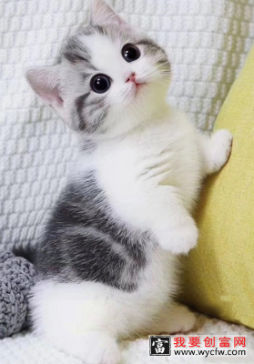 猫什么时做绝育手术最好