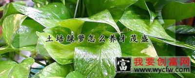 土培绿萝怎么养才茂盛