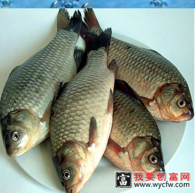 野钓鲫鱼用什么打窝最好？