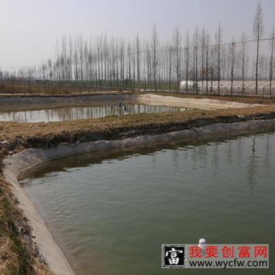 鱼塘浮萍用什么药清除不伤鱼