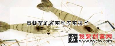 青虾苗的繁殖和养殖技术