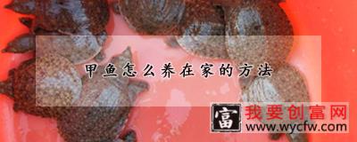 甲鱼怎么养在家的方法