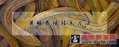 黄鳝养殖技术方法