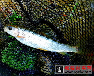 中国最贵的淡水鱼-泰山赤鳞鱼