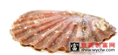 养殖扇贝喂什么饲料