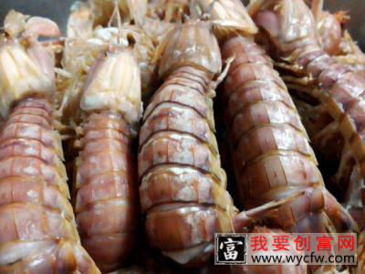 皮皮虾是什么虾