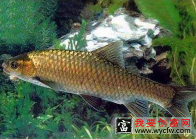 青竹鱼是什么鱼，吃什么食物？