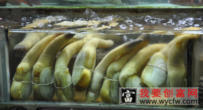 象拔蚌到底有什么营养价值？