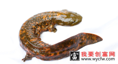 娃娃鱼为什么被誉为“水中人参”？