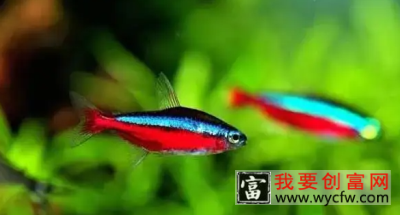 红绿灯鱼是什么鱼？怎么饲养
