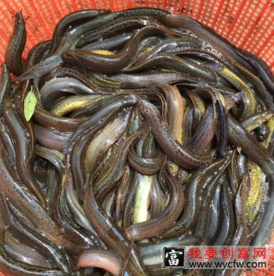 泥鳅的营养价值和功效