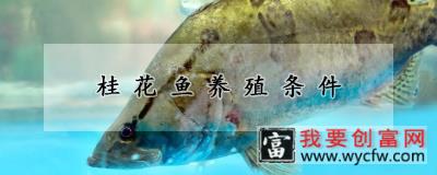 桂花鱼养殖条件