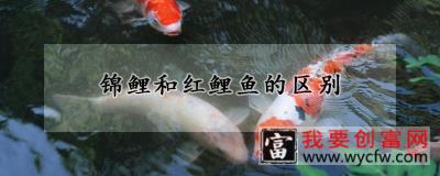 锦鲤和红鲤鱼的区别