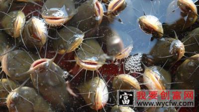清江鱼和鲶鱼是不是一个品种